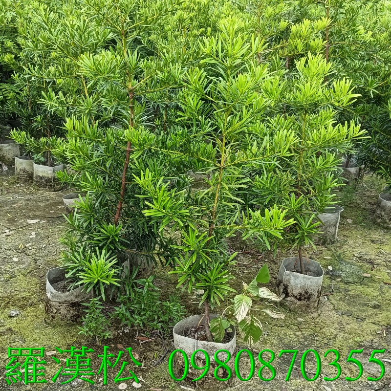 羅漢松、作為觀賞植物，適合庭園景觀、盆景種植，並能提供居家隱私與美化空間。歡迎光臨批發買賣。