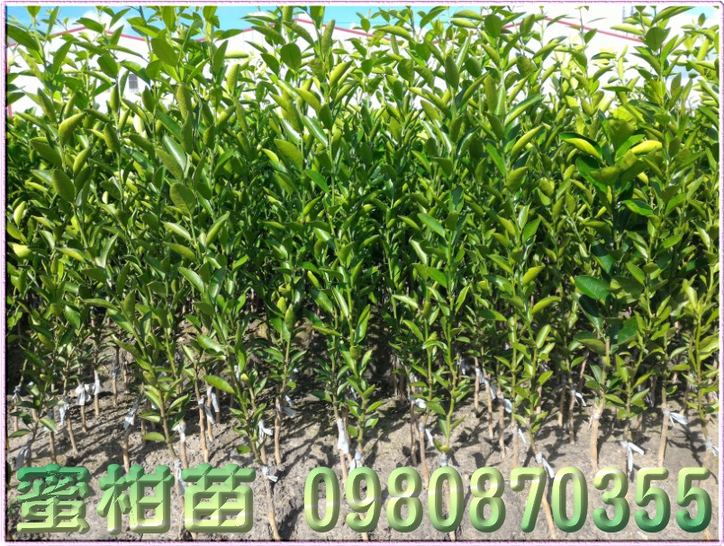 黃金蜜柑苗