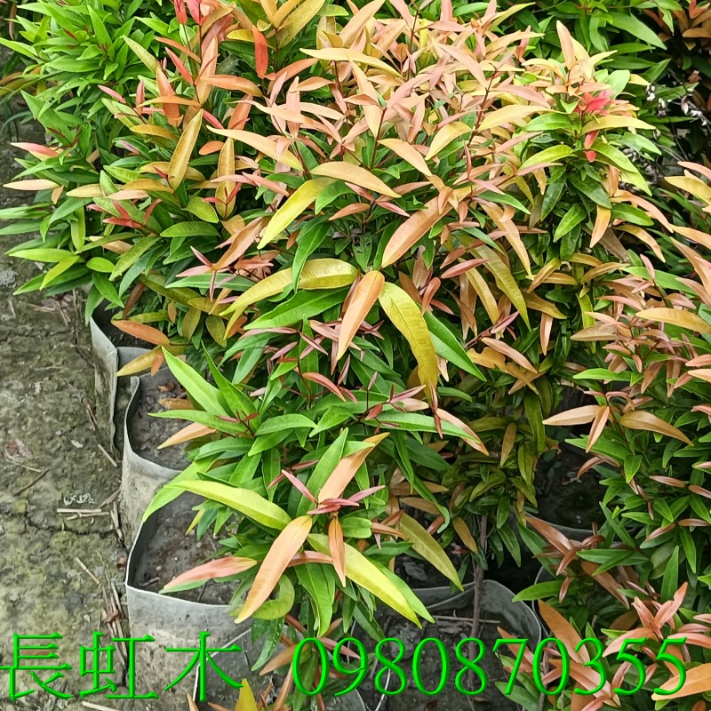 長虹木、盆栽、批發買賣。