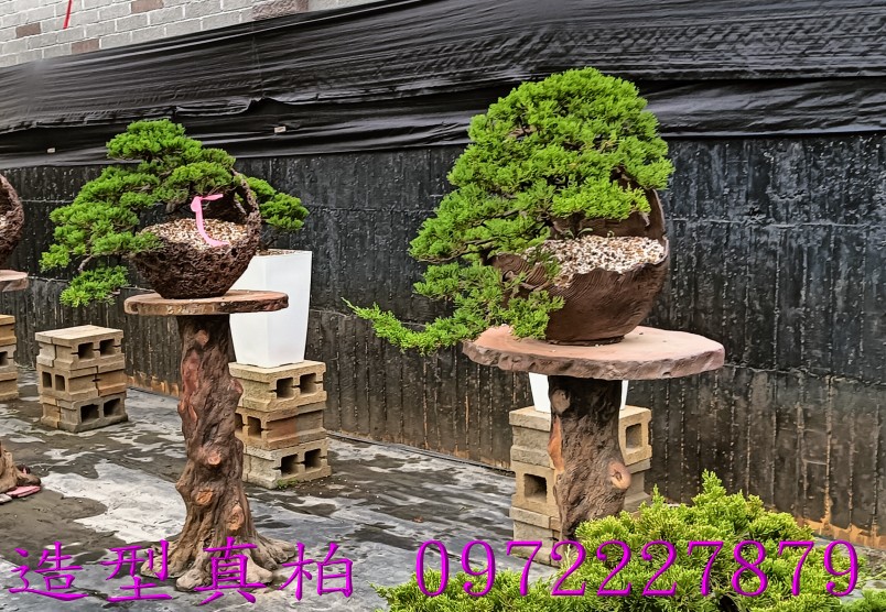 柏霖園,陳宥霖0972-227879,造型真柏盆景,塑型真柏樹,造型真柏盆栽,拍賣,買賣,批發
