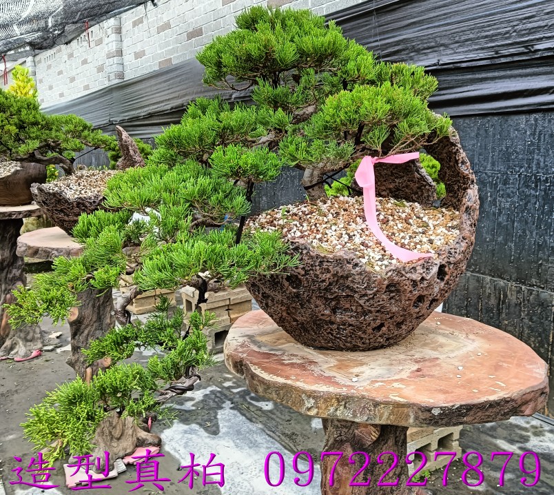 柏霖園,陳宥霖0972-227879,造型真柏盆景,塑型真柏樹,造型真柏盆栽,拍賣,買賣,批發