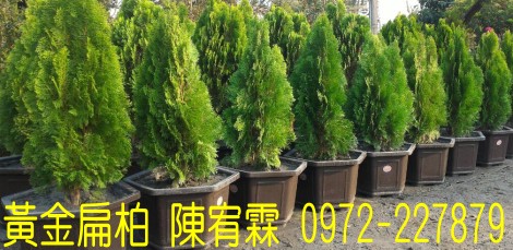 黃金扁柏樹苗