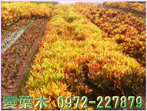 變葉木樹苗,變葉木樹苗買賣