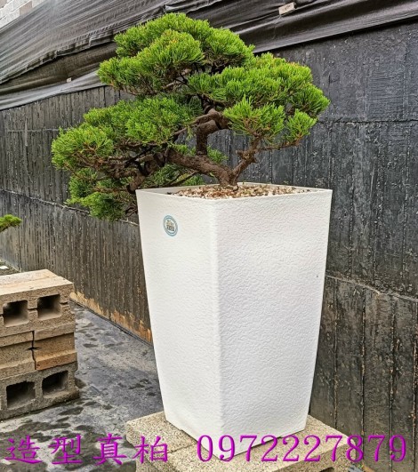 真柏,柏霖園行動版網頁,陳宥霖0972-227879,造型真柏盆景,庭園樹苗,買賣,批發