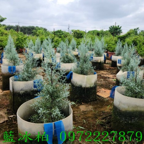 藍冰柏,藍冰柏樹,藍冰柏盆栽,藍冰柏樹買賣