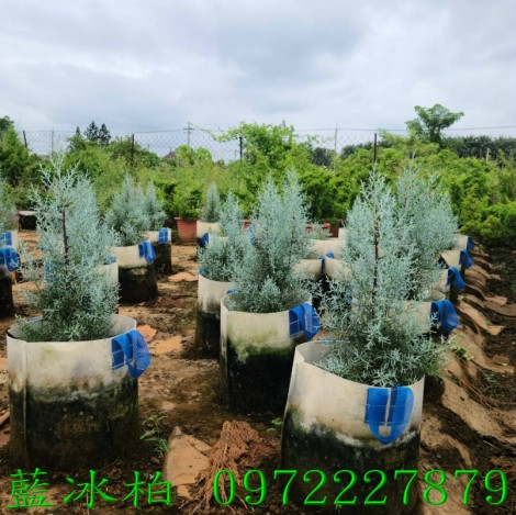 藍冰柏,藍冰柏樹,藍冰柏盆栽,藍冰柏樹買賣