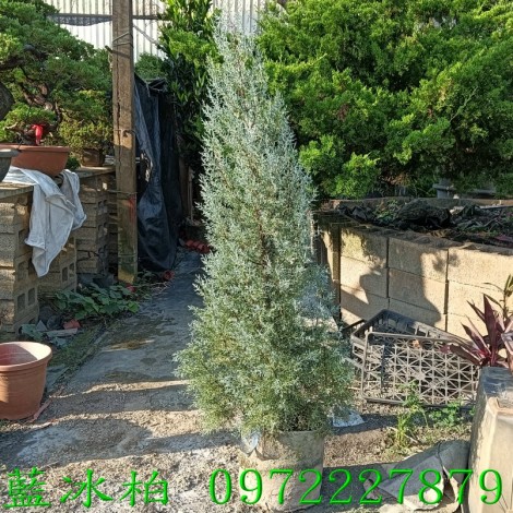 藍冰柏,藍冰柏樹,藍冰柏盆栽,藍冰柏樹買賣