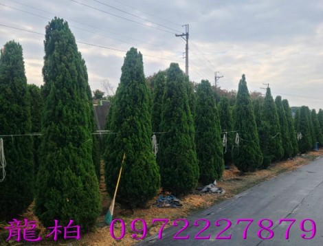 龍柏,柏霖園行動版網頁,陳宥霖0972-227879,龍柏樹苗,大型龍柏盆栽,買賣,批發