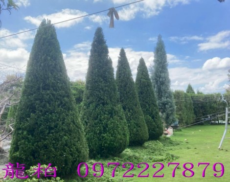 龍柏,柏霖園行動版網頁,陳宥霖0972-227879,龍柏樹苗,大型龍柏盆栽,買賣,批發