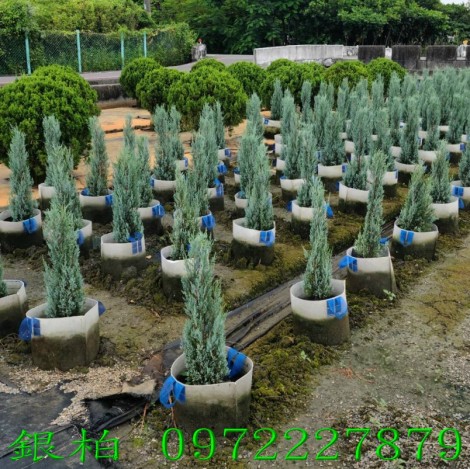銀柏,銀柏樹,銀柏買賣,銀柏樹苗,銀柏樹苗買賣