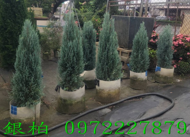 柏霖園,陳宥霖0972-227879,銀柏,銀柏樹,庭園樹,庭園樹苗,買賣,批發