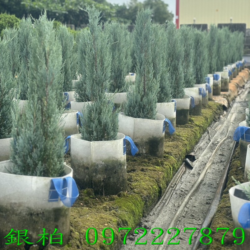 柏霖園,陳宥霖0972-227879,銀柏,銀柏樹,庭園樹,庭園樹苗,買賣,批發