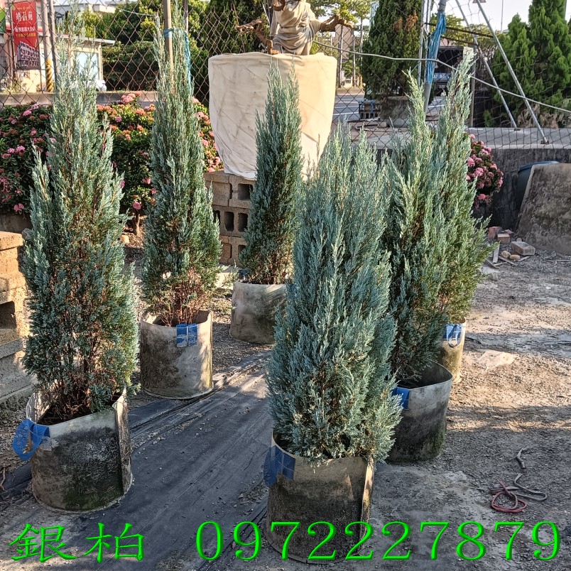 柏霖園,陳宥霖0972-227879,銀柏,銀柏樹,庭園樹,庭園樹苗,買賣,批發