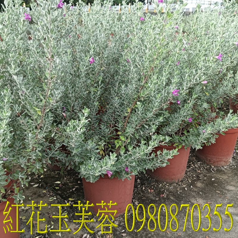 紅花玉芙蓉、位於彰化縣永靖鄉,森聯茂果樹苗種苗園,0980870355.專業經營:馬纓丹、盆栽、園藝花卉、水果幼苗、草花、草皮、景觀樹、庭園樹,歡迎光臨批發買賣。