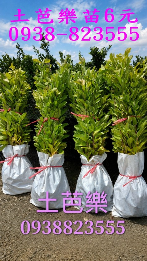 土芭樂苗只要6元！自產自銷全國最低價｜各式芭樂果樹苗批發園地（彰化永靖詹吉紘）