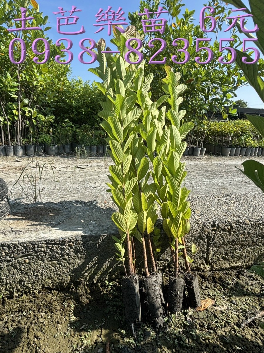 土芭樂苗 每株6元