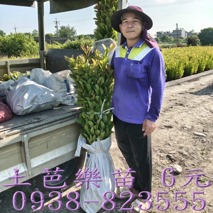 土芭樂苗 果園定植