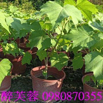醉芙蓉,歡迎光臨批發買賣。
