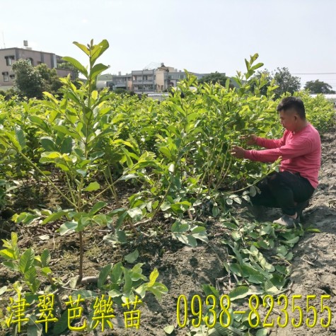 津翠芭樂果實