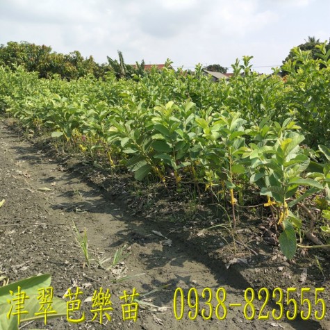津翠番石榴苗