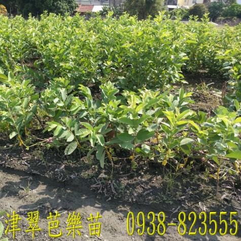 彰化津翠芭樂苗