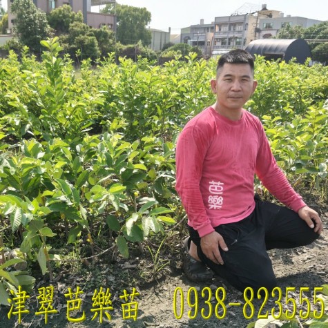 津翠番石榴｜ 詹吉紘種苗園 彰化永靖。歡迎來電：0938-823555祐祐