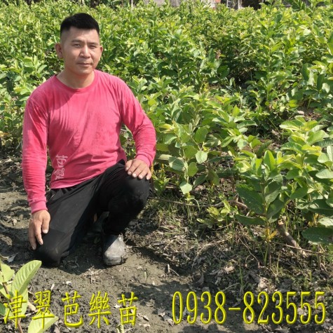 津翠芭樂苗,津翠芭樂,芭樂苗,番石榴苗