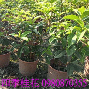 四季桂花盆栽,歡迎光臨批發買賣。