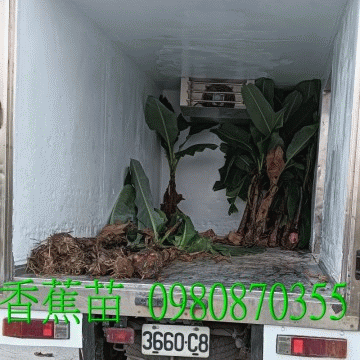 香蕉苗,歡迎光臨批發買賣。