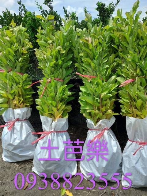 土芭樂果樹苗｜ 詹吉紘德金種苗園 彰化永靖。歡迎來電：0938-823556祐祐