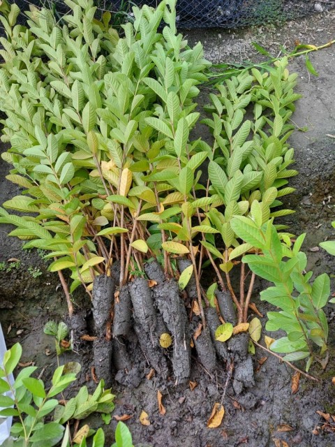 土芭樂果樹苗｜ 詹吉紘德金種苗園 彰化永靖。歡迎來電：0938-823556祐祐