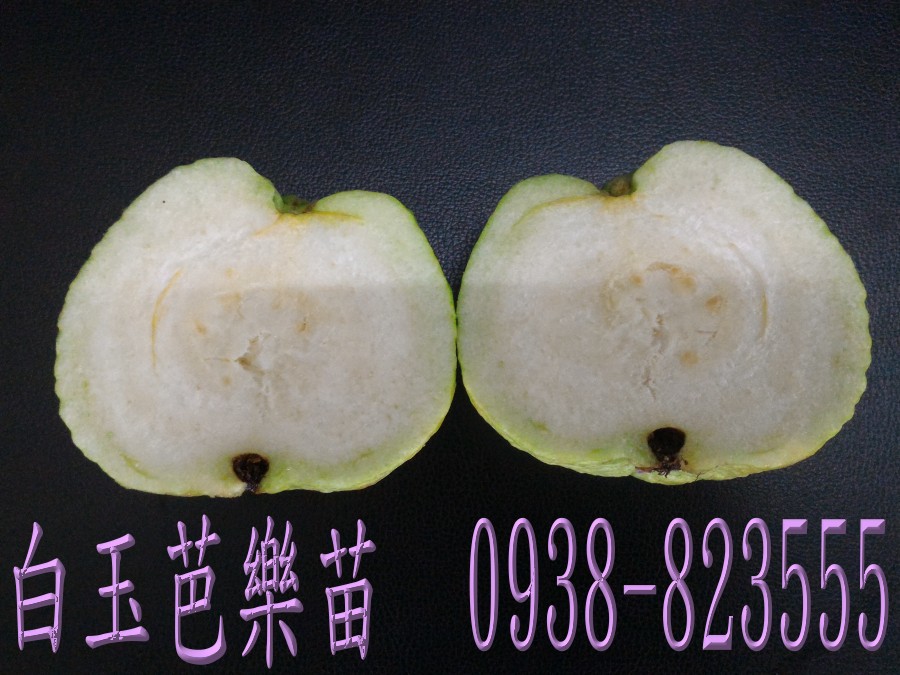 白玉芭樂果樹苗